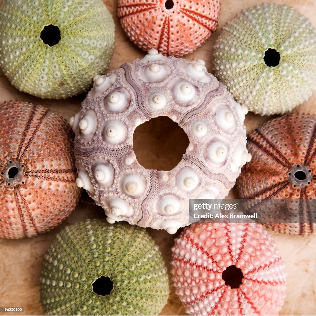 Urchin Square