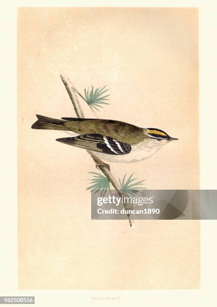 natural history, birds, goldcrest (regulus regulus) - goldcrest uk stock illustrations