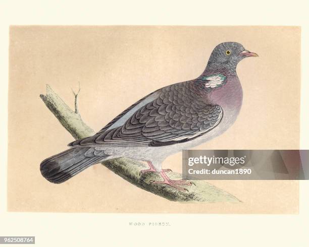 bildbanksillustrationer, clip art samt tecknat material och ikoner med naturhistoria, fåglar, ringduva (columba palumbus) - större duva