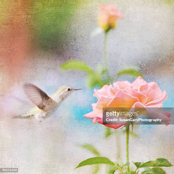 allen's hummingbird with rose - escondido, california stock pictures, royalty-free photos & images