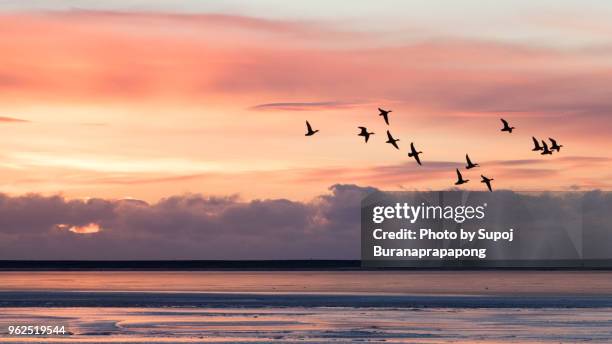 group of ducks flying over the sea with morning sunrise in background at jokulsarlon, iceland - passaros imagens e fotografias de stock