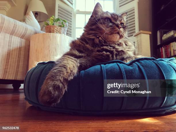 fluffy cat sitting on a velvet pillow - fancy cat stock pictures, royalty-free photos & images