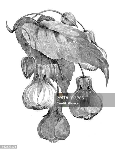 botany plants antique engraving illustration: abutilon - flowering maple tree stock illustrations