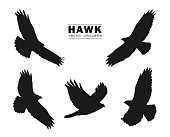Vector illustration: Set of Silhouettes of flying Hawk isolated on white background. Black eagles.
