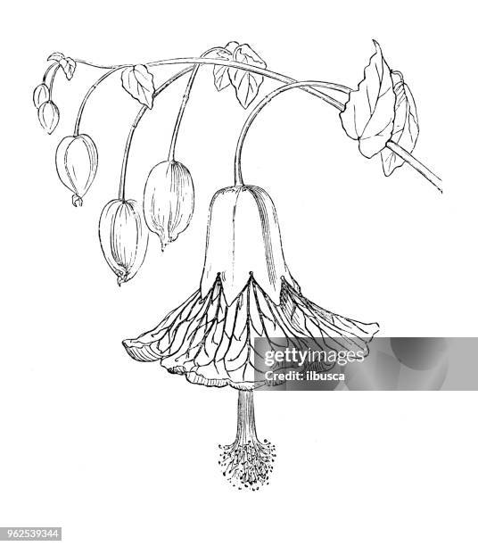 botany plants antique engraving illustration: abutilon insigne - flowering maple tree stock illustrations