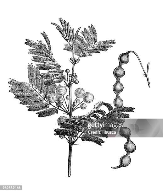 botany plants antique engraving illustration: vachellia nilotica (gum arabic tree, babul, thorn mimosa, acacia arabica) - bubble gum stock illustrations