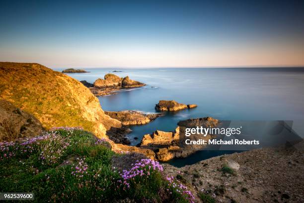 wild flowers on the cliffs of the pembrokeshire coast path at nine wells near st davids, wales - pembrokeshire bildbanksfoton och bilder