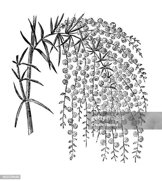 botanik pflanzen antik gravur abbildung: acacia riceana (rices flechtwerk) - akazie stock-grafiken, -clipart, -cartoons und -symbole