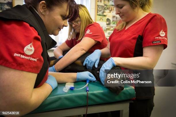 Staff from Pet Blood Bank, taking blood from Roxy the Doberman, at a blood donation session for dogs held at a veterinary hospital in Penkridge,...