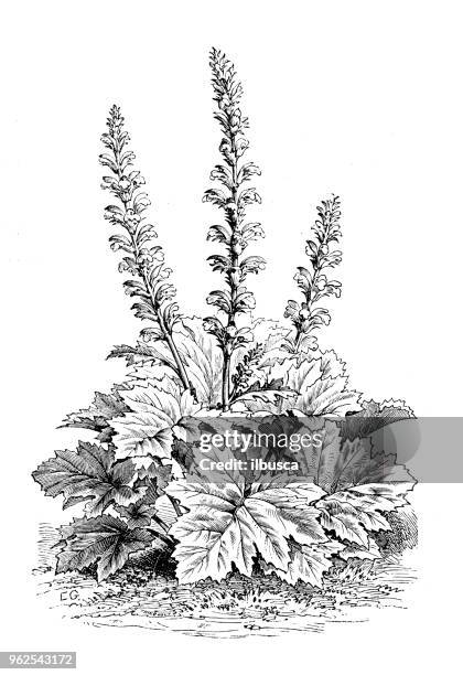 botany plants antique engraving illustration: acanthus mollis latifolius - acanthus leaf stock illustrations