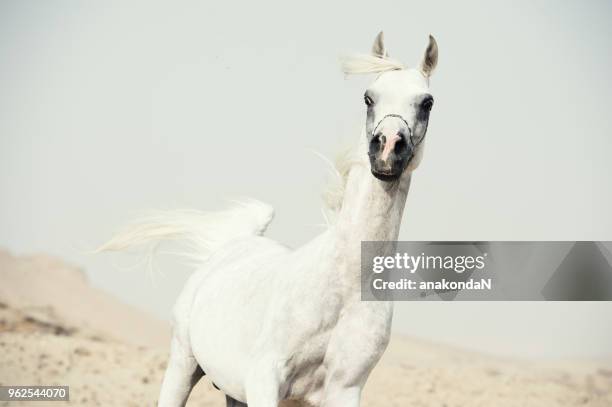 running arabian horse in the desert. egypt - arabian horse desert stock pictures, royalty-free photos & images