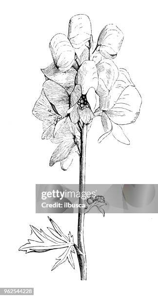 botany plants antique engraving illustration: aconitum napellus (monk's-hood, aconite, wolfsbane) - aconitum napellus stock illustrations