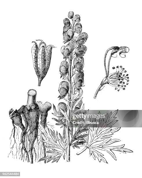 botany plants antique engraving illustration: aconitum napellus (monk's-hood, aconite, wolfsbane) - monkshood stock illustrations