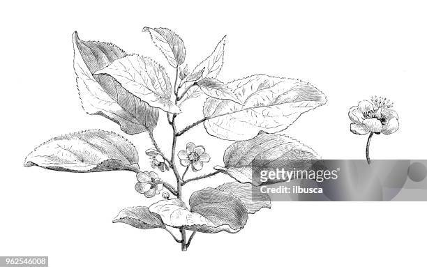 botany plants antique engraving illustration: actinidia volubilis - volubilis stock illustrations