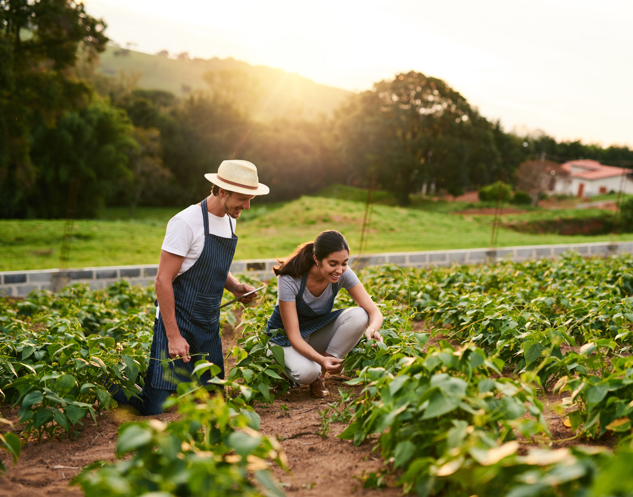 companion planting