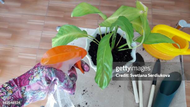 re-potting a houseplant pov - leningrad oblast stock pictures, royalty-free photos & images