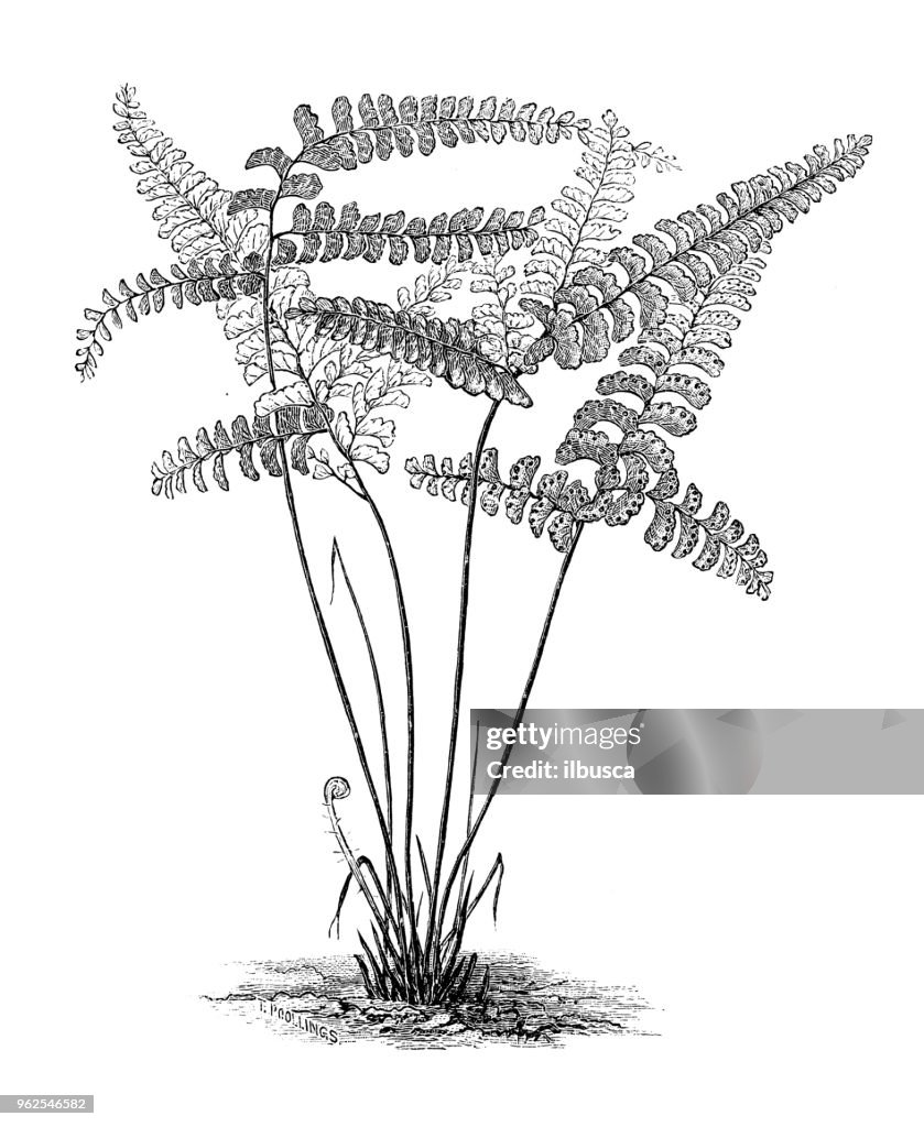 Botany plants antique engraving illustration: Adiantum diaphanum (filmy maidenhair fern)