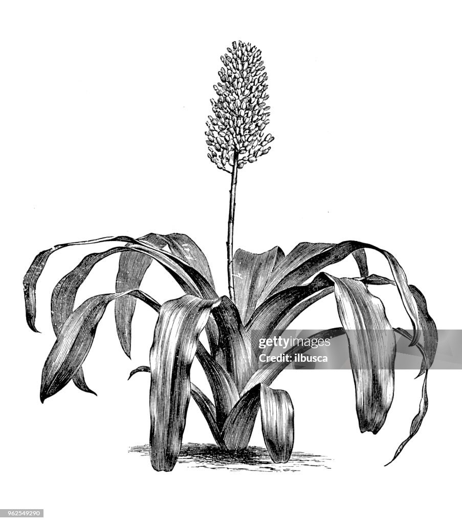 Botany plants antique engraving illustration: Aechmea fulgens (Coralberry)