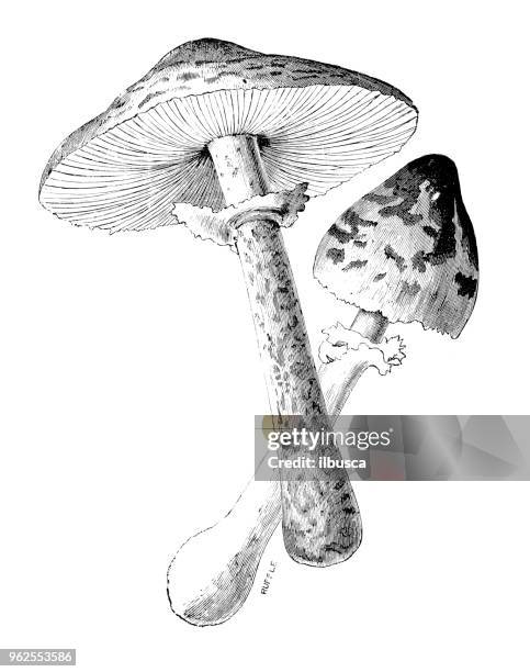 botany plants antique engraving illustration: parasol mushroom (macrolepiota procera) - macrolepiota procera stock illustrations