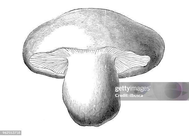 botany plants antique engraving illustration: st. george's mushroom (agaricus gambosus) - agaricomycotina stock illustrations