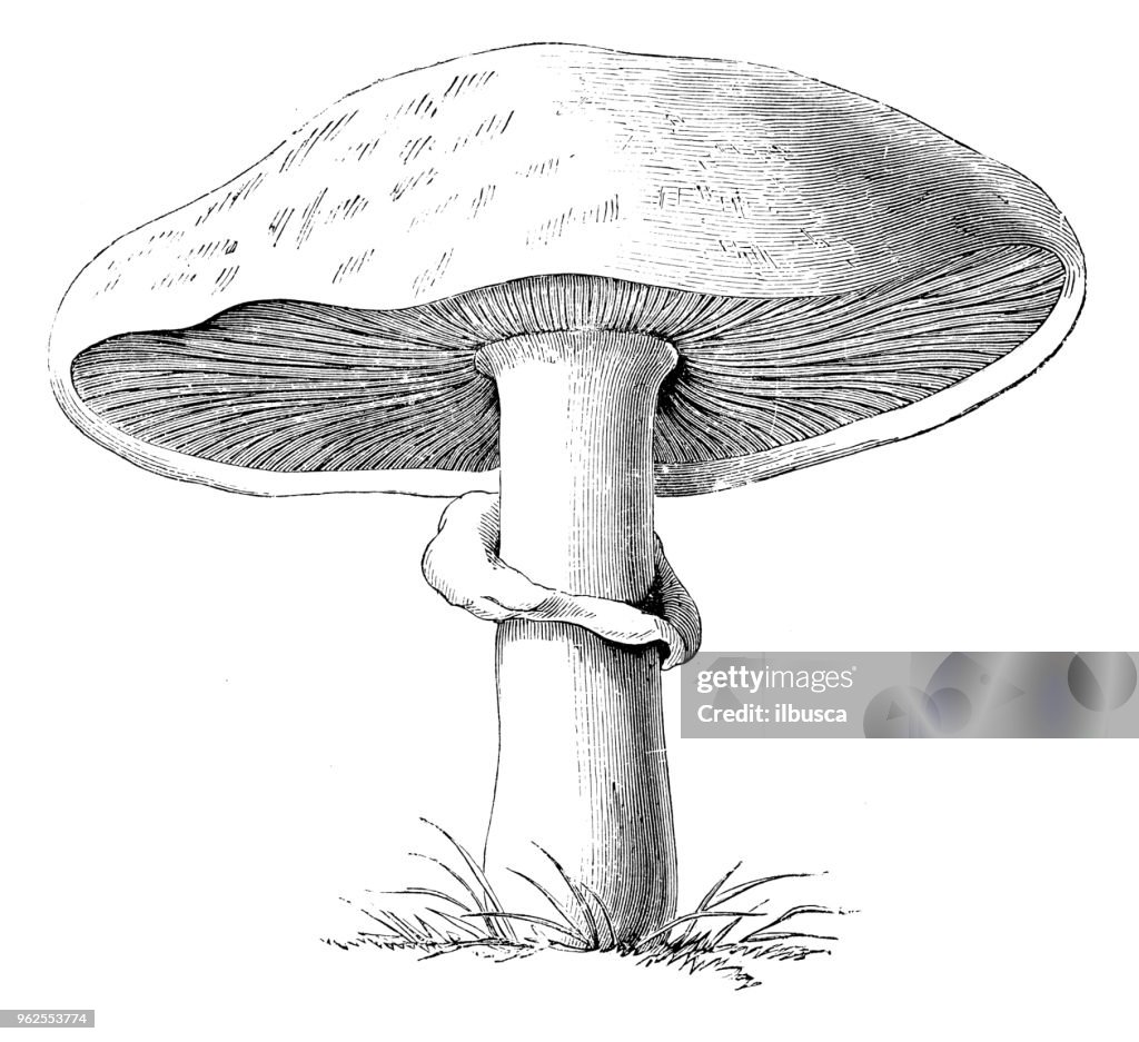 Botany plants antique engraving illustration: Agaricus campestris