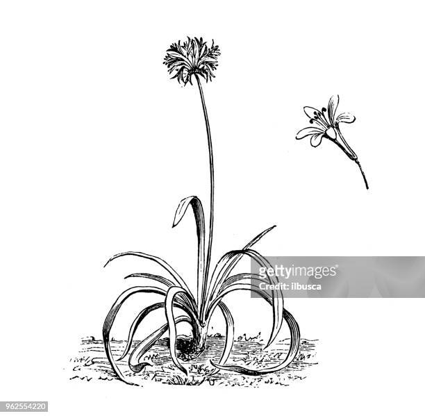 botany plants antique engraving illustration: agapanthus umbellatus - agapanthus stock illustrations
