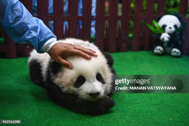 Malaysian zoo attendant pats a four-month old female giant panda cub, the second offspring of parents Liang Liang and Xing Xing who are on loan from...