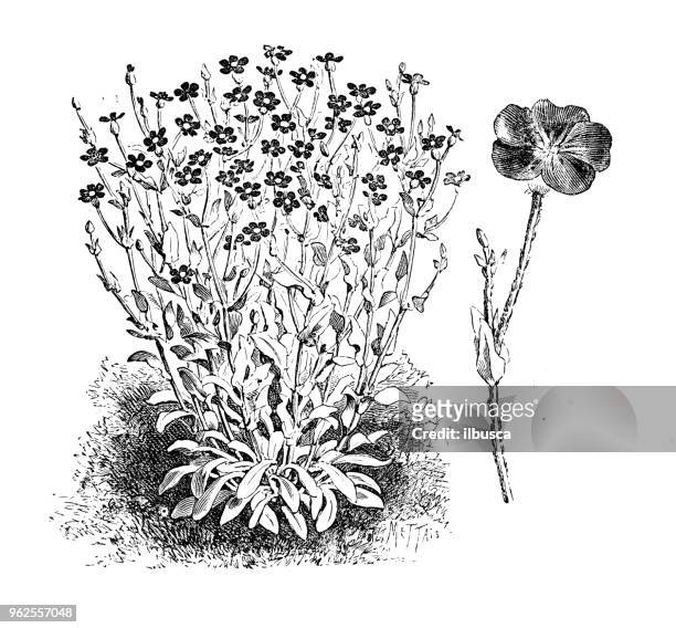 botany plants antique engraving illustration: silene coronaria (rose campion, dusty miller) - cineraria maritima stock illustrations