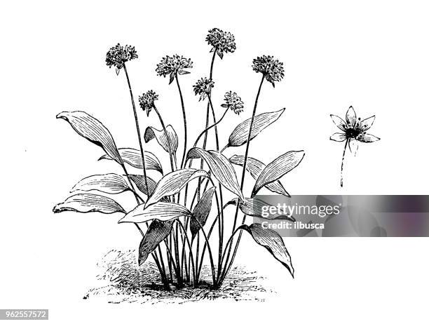 botany plants antique engraving illustration: allium ursinum (ramsons, buckrams, wild garlic) - wild garlic stock illustrations