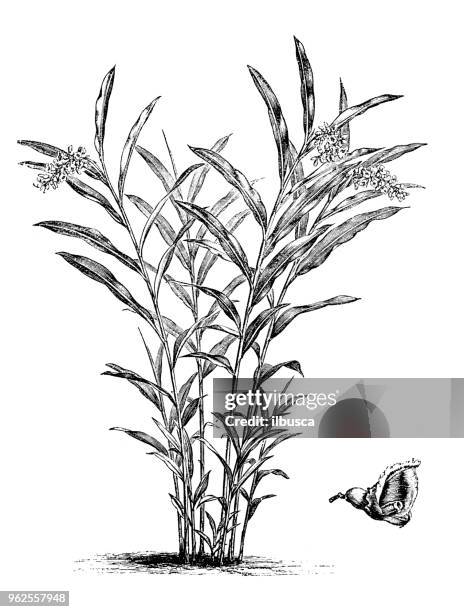 botany plants antique engraving illustration: alpinia nutans (shellflower, dwarf cardamom) - ginger flower stock illustrations