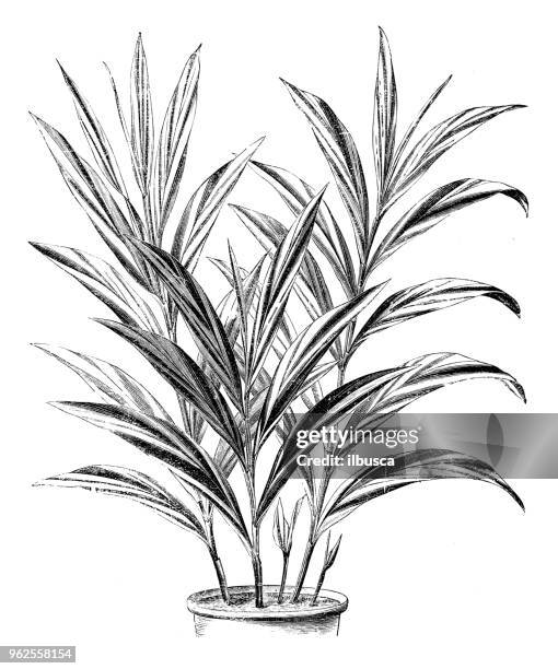 botany plants antique engraving illustration: alpinia vittata - ginger flower stock illustrations
