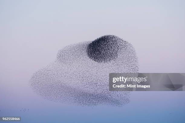 spectacular murmuration of starlings, a swooping mass of thousands of birds in the sky. - zugvögel stock-fotos und bilder