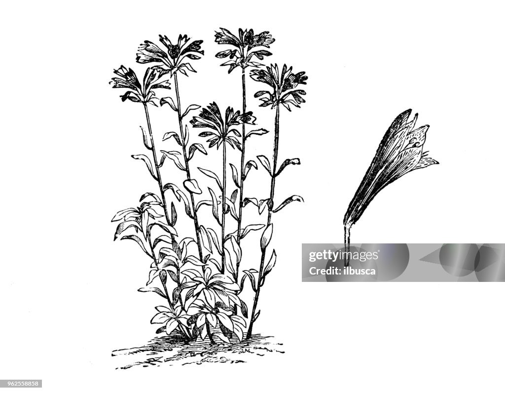 Botany plants antique engraving illustration: Alstroemeria aurantiaca
