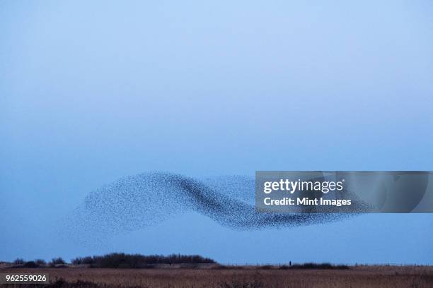 spectacular murmuration of starlings, a swooping mass of thousands of birds in the sky. - flock stock pictures, royalty-free photos & images