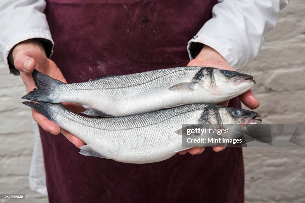 Close up of fishmonger wearing apron holding two fresh fish.