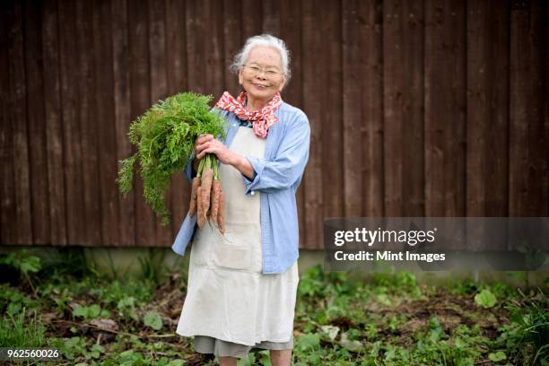 elderly woman with grey hair standing in a garden, holding bunch of fresh carrots, smiling at camera. - carrot farm stock pictures, royalty-free photos & images