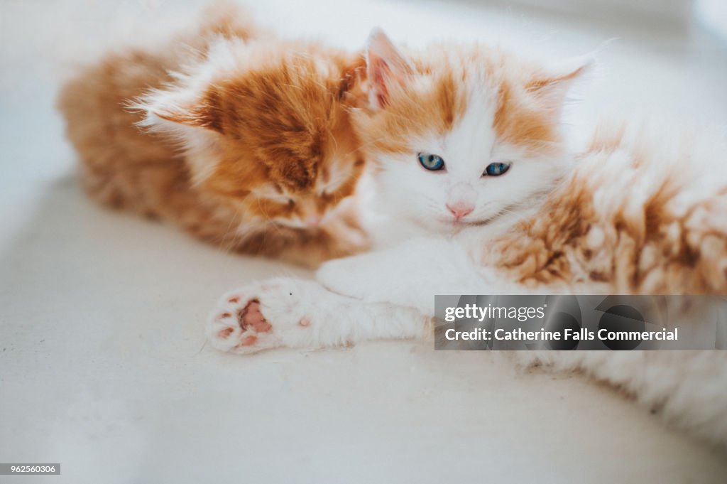 5 Week Old Kittens High Res Stock Photo Getty Images 5-week-old-kittens-high-res-stock-photo-getty-images
