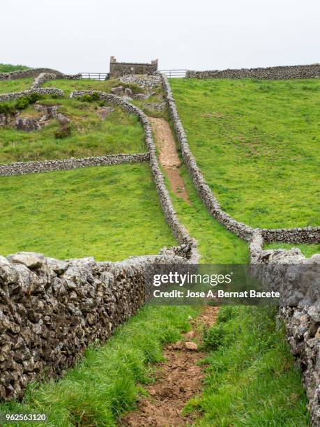 pastoral landscape, green fields and plows for cultivation separated by stone walls. terceira island in the azores islands, portugal. - feldweg grüne wiese kühe stock-fotos und bilder