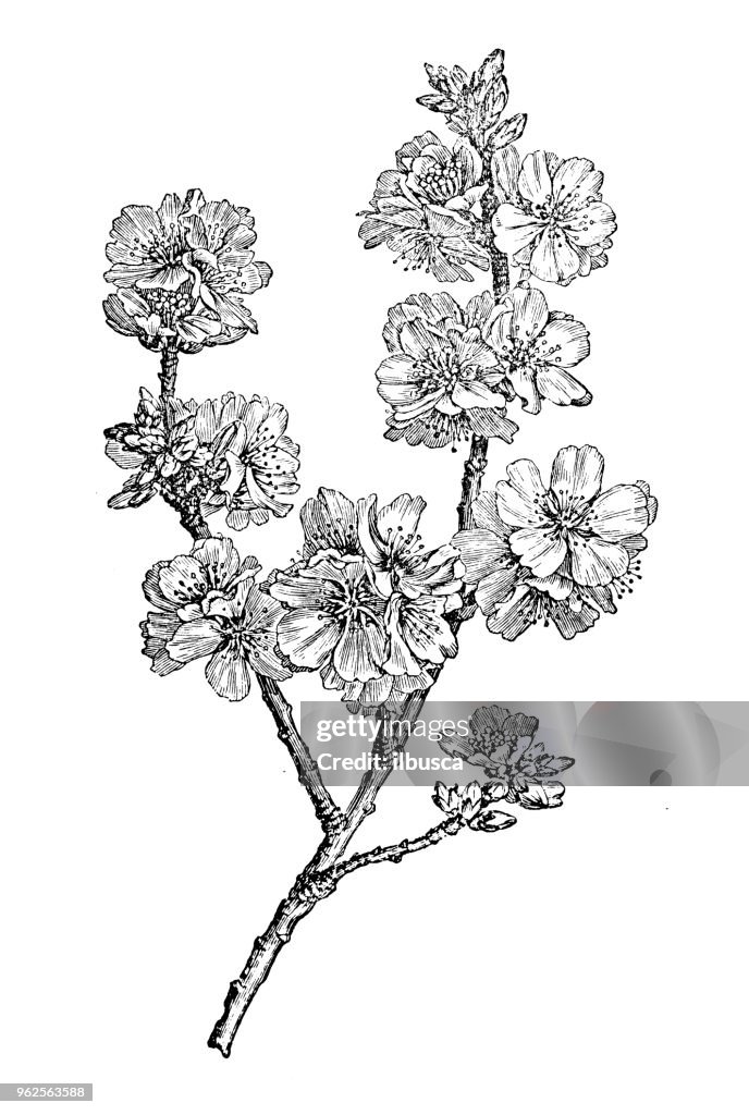 Plantas de botânica antiga ilustração de gravura: amêndoa (Prunus dulcis)