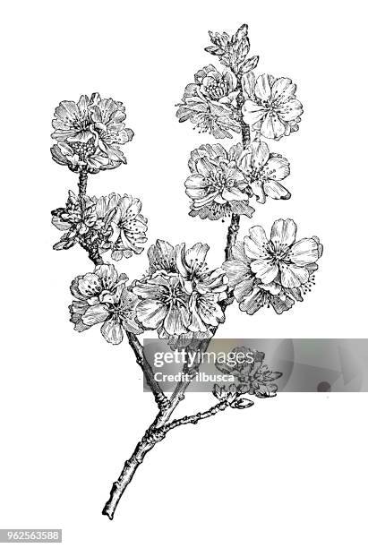 植物學植物古董雕刻插圖: 杏仁 (棗李) - almond tree 幅插畫檔、美工圖案、卡通及圖標