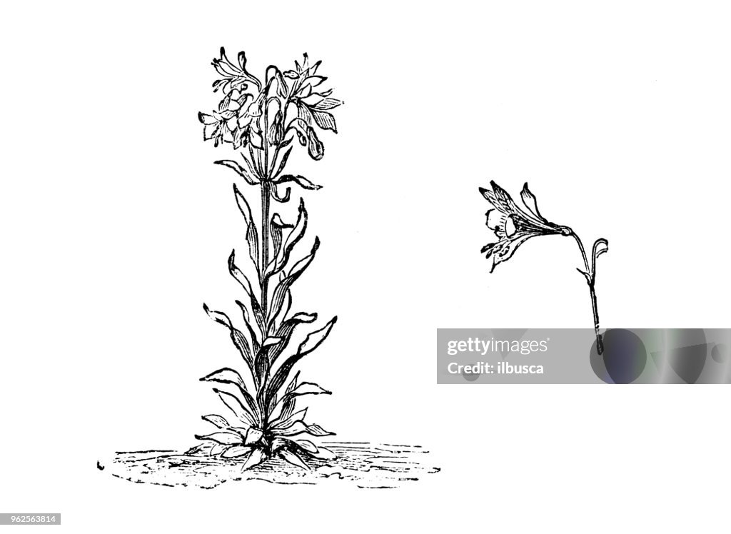 Botany plants antique engraving illustration: Alstroemeria versicolor