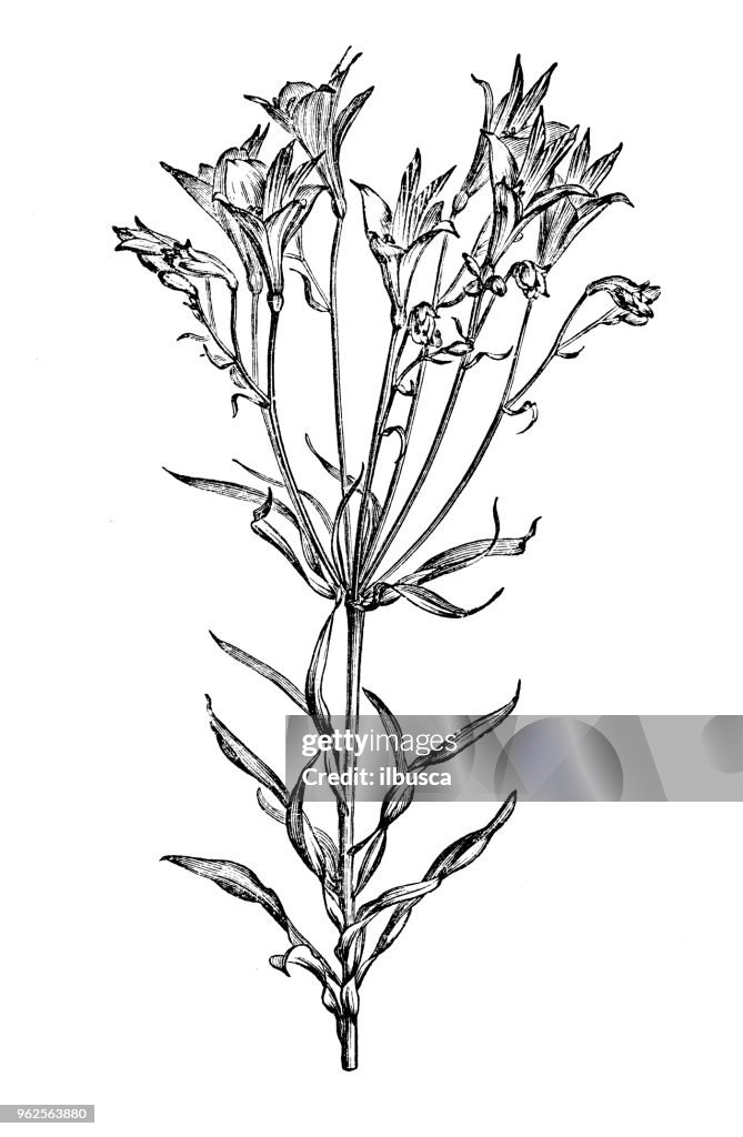 Botany plants antique engraving illustration: Alstroemeria pelegrina