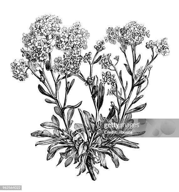 botany plants antique engraving illustration: alyssum saxatile - alyssum saxatile stock illustrations