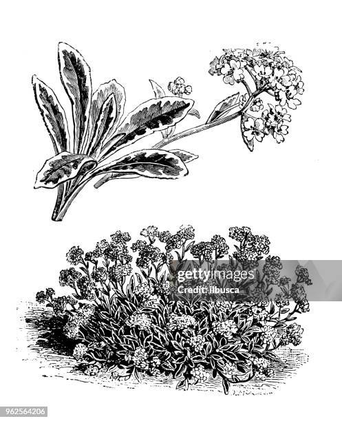 botany plants antique engraving illustration: alyssum saxatile variegatum - alyssum saxatile stock illustrations