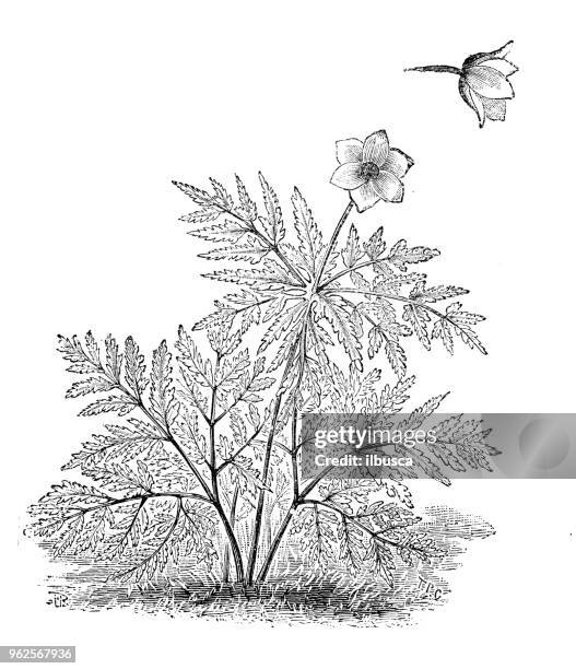 botany plants antique engraving illustration: pulsatilla alpina (alpine pasqueflower, alpine anemone) - pulsatilla alpina stock illustrations