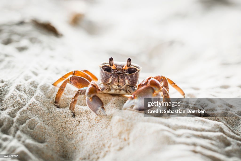 Close-up of crab on sand at beach, Island of La Digue, Seychelles