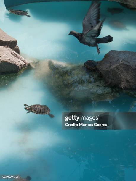 320 Flying Turtle Stock Photos, High-Res Pictures, and Images - Getty ...