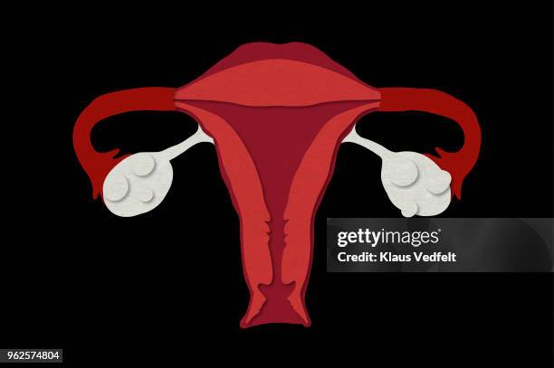 illustration of ovaries and womb - trompa de falópio órgão reprodutor feminino - fotografias e filmes do acervo