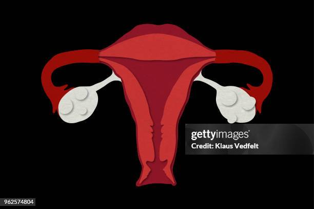 illustration of ovaries and womb - fallopian tube bildbanksfoton och bilder