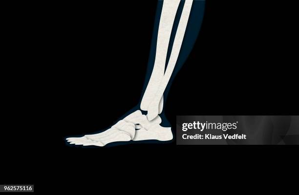 illustration of human foot - fibula foto e immagini stock